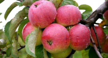 Popis a charakteristika odrůdy jabloně borovinka, historie druhu a zvláštnosti pěstování